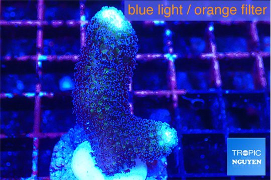 Stylophora milka 2-3 cm WYSIWYG acclimaté