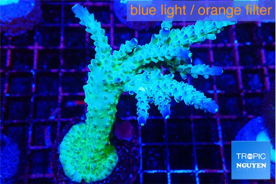 Acropora green & purple tip 5-7 cm WYSIWYG acclimaté