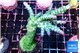 Acropora green & purple tip 5-7 cm WYSIWYG acclimaté