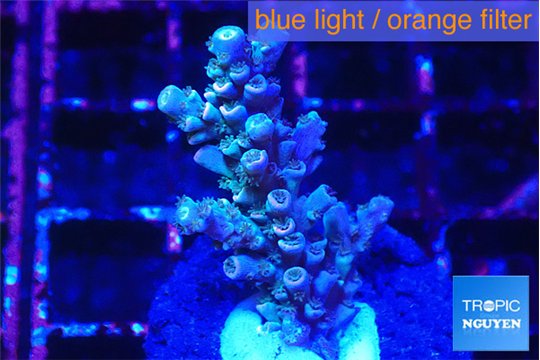 Acropora tenuis purple blue 2-3 cm WYSIWYG acclimaté
