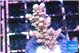 Acropora tenuis purple blue 2-3 cm WYSIWYG acclimaté