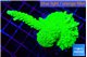 Acropora neon green 3-5 cm WYSIWYG acclimaté
