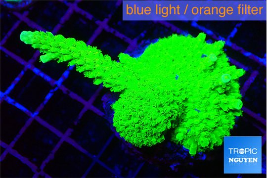 Acropora neon green 3-5 cm WYSIWYG acclimaté