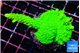 Acropora neon green 3-5 cm WYSIWYG acclimaté