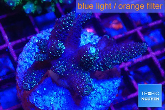 Acropora millepora 2-4 cm WYSIWYG acclimaté