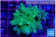 Acropora green & purple tip 3-5 cm WYSIWYG acclimaté