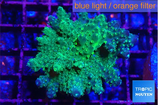 Acropora green & purple tip 3-5 cm WYSIWYG acclimaté