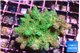 Acropora green & purple tip 3-5 cm WYSIWYG acclimaté