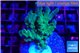 Acropora green 2-4 cm WYSIWYG acclimaté