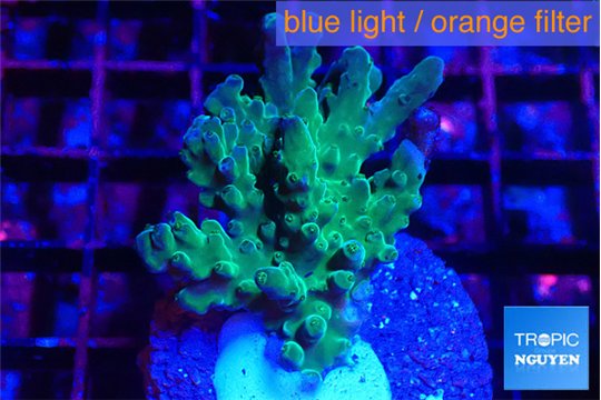 Acropora green 2-4 cm WYSIWYG acclimaté