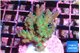 Acropora green 2-4 cm WYSIWYG acclimaté