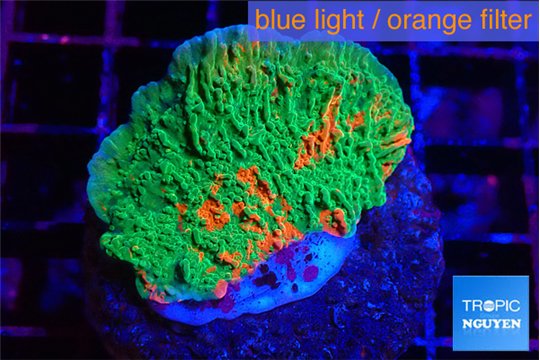 Montipora graphted 2-3 cm WYSIWYG acclimaté