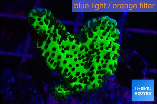 Montipora green 2-3 cm WYSIWYG acclimaté