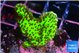 Montipora green 2-3 cm WYSIWYG acclimaté