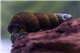 Escargot Tylomelania sp. 3-6 cm