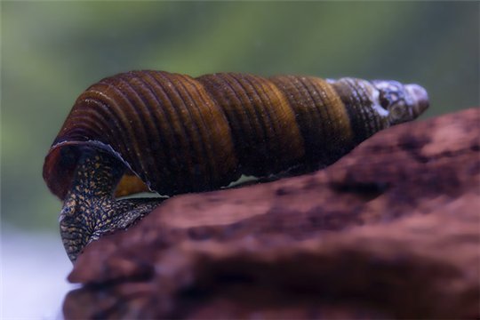 Escargot Tylomelania sp. 3-6 cm