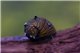 Escargot Clithon donovani / corona 0,5-1 cm