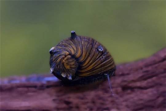 Escargot Clithon donovani / corona 0,5-1 cm