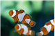 Amphiprion ocellaris fancy élevage 3-4 cm