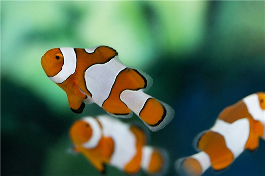 Amphiprion ocellaris fancy élevage 3-4 cm
