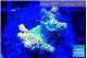 Acropora golden tip 1-2 cm WYSIWYG acclimaté