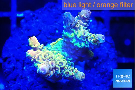 Acropora golden tip 1-2 cm WYSIWYG acclimaté