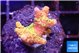 Acropora golden tip 1-2 cm WYSIWYG acclimaté