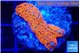 Montipora red fire forest 2-3 cm WYSIWYG acclimaté