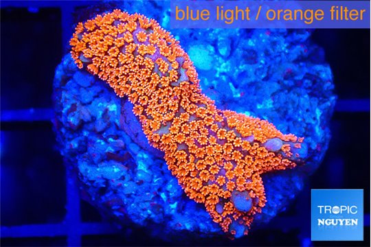 Montipora red fire forest 2-3 cm WYSIWYG acclimaté