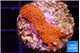 Montipora red fire forest 2-3 cm WYSIWYG acclimaté