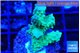 Acropora green 1-3 cm WYSIWYG acclimaté