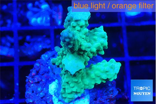Acropora green 1-3 cm WYSIWYG acclimaté