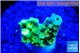 Acropora neon green 1-2 cm WYSIWYG acclimaté