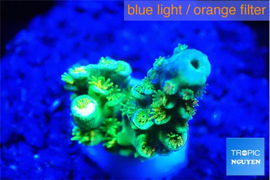 Acropora neon green 1-2 cm WYSIWYG acclimaté