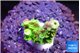 Acropora neon green 1-2 cm WYSIWYG acclimaté