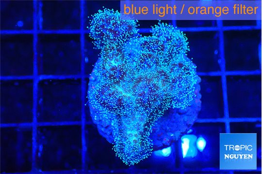 Pocillopora damicornis pink 1-3 cm WYSIWYG acclimaté