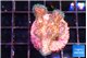 Pocillopora damicornis pink 1-3 cm WYSIWYG acclimaté