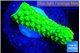 Acropora neon green 1-2 cm WYSIWYG acclimaté