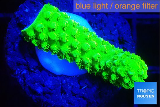 Acropora neon green 1-2 cm WYSIWYG acclimaté