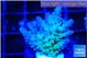 Acropora green blue Fijii 2-3 cm WYSIWYG acclimaté