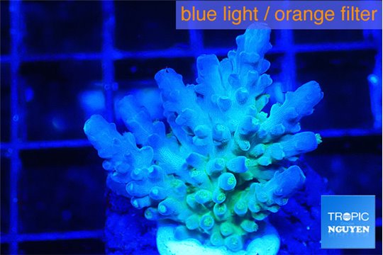 Acropora green blue Fijii 2-3 cm WYSIWYG acclimaté