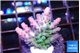 Acropora green blue Fijii 2-3 cm WYSIWYG acclimaté