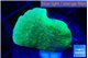 Pavona cactus green 1-2 cm WYSIWYG acclimaté