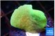 Pavona cactus green 1-2 cm WYSIWYG acclimaté