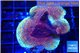 Montipora purple cap 3-4 cm WYSIWYG acclimaté