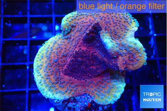 Montipora purple cap 3-4 cm WYSIWYG acclimaté