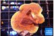 Montipora purple cap 3-4 cm WYSIWYG acclimaté
