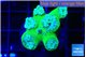 Duncanopsammia green 5 polyps WYSIWYG acclimaté