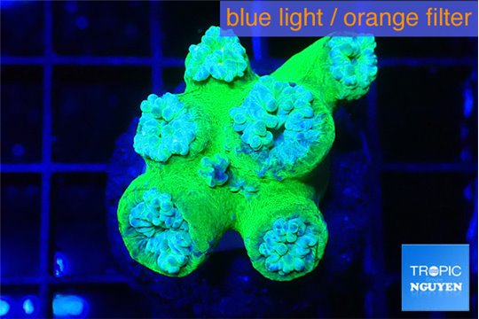 Duncanopsammia green 5 polyps WYSIWYG acclimaté