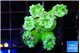 Duncanopsammia green 5 polyps WYSIWYG acclimaté